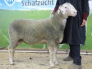 Kat 84: DE 0109 9 272 1166 RR, geb. 20.12.2016, W7/B8/ÄE7, Gewicht 102 kg