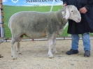 Kat 31: DE 0109 9 678 1135 SI, geb. 23.06.2016, W8/B8/ÄE7, Gewicht 134 kg