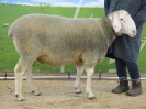 Kat 35: DE 0109 9 572 0999 T, geb. 05.07.2016, W7/B8/ÄE7, Gewicht 158 kg