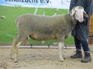 Kat 59: DE 0109 9 572 0984 T, geb. 29.10.2016, W8/B8/ÄE8, Gewicht 121 kg