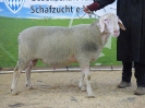 Kat 19: DE 0109 9 272 1061 RR, geb. 23.03.2016, W8/B8/ÄE7, Gewicht 149 kg