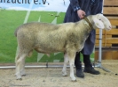 Kat 93: DE 0109 9 646 0197 TK, geb. 09.01.2017, W8/B8/ÄE7, Gewicht 112 kg