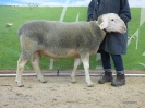 Kat 69: DE 0109 9 572 1003 T, geb. 20.11.2016, W7/B8/ÄE7, Gewicht 131 kg