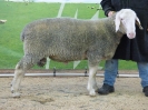 Kat 96: DE 0109 9 678 1152 SI, geb. 14.01.2017, W7/B8/ÄE7, Gewicht 111 kg