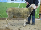 Kat 87: DE 0109 9 761 0321 OB, geb. 27.12.2016, W7/B8/ÄE7, Gewicht 96 kg