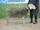 Kat 55: DE 0109 9 572 1017 T, geb. 02.10.2016, W7/B8/ÄE7, Gewicht 133 kg