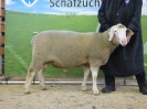 Kat 71: DE 0109 9 176 0994 S, geb. 01.12.2016, W7/B8/ÄE8, Gewicht 118 kg