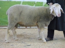 Kat 26: DE 0109 9 669 1153 BS, geb. 12.05.2016, W8/B8/ÄE7, Gewicht 126 kg