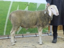 Kat 97: DE 0109 9 646 0205 TK, geb. 28.01.2017, W8/B8/ÄE8, Gewicht 100 kg
