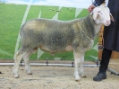 Kat 82: DE 0109 9 568 1020 RL, geb. 19.12.2016, W8/B8/ÄE8, Gewicht 114 kg