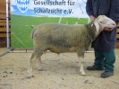 Kat 63: DE 0109 9 761 0312 OB, geb. 11.11.2016, W8/B8/ÄE8, Gewicht 113 kg