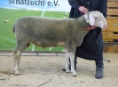 Kat 75: DE 0109 9 568 1035 RL, geb. 07.12.2016, W7/B8/ÄE8, Gewicht 111 kg