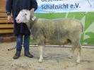 Kat 66: DE 0109 9 761 0316 OB, geb. 14.11.2016, W7/B8/ÄE8, Gewicht 124 kg