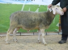 Kat 76: DE 0109 9 471 1133 K, geb. 12.12.2016, W7/B8/ÄE8, Gewicht 114 kg