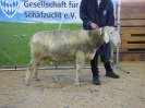 Kat 28: DE 0109 9 471 1000 K, geb. 24.05.2016, W8/B8/ÄE7, Gewicht 136 kg