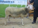 Kat 29: DE 0109 9 471 1124 K, geb. 03.06.2016, W7/B8/ÄE8, Gewicht 134 kg