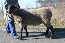 Kat 210: DE 0109 9 462 0113 SV