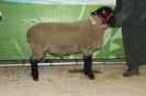 Kat 168: DE 0109 9 155 0345 TD, geb. 25.01.2017, W8/B8/ÄE8, Gew. 119 kg
