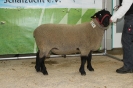 Kat 174: DE 0109 9 155 0342 TD, geb. 25.02.2017, W8/B8/ÄE8, 120 kg
