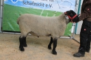 Kat172: DE 0109 9 155 0410 TD, W7/B8/AE7, geb. 15.10.2018, Gewicht 131 kg_1
