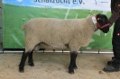 Kat175: DE 0109 9 155 0416 TD, W8/B8/AE8, geb. 10.11.2018, Gewicht 128 kg_1