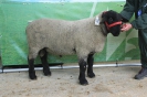 Kat186: DE 0109 9 155 0460 TD, W7/B8/AE8, geb. 28.02.2019, Gewicht 128 kg_1