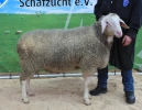 25.02.2020: 1a-Böcke Dettelbach