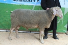 25.02.2020: 1a-Böcke Dettelbach