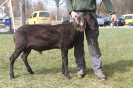 2021 - 1A Böcke Miesbach