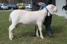 2021 - 1A Böcke Miesbach