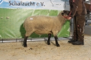 Katalog 39 Zucht Morigl_1