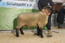 Katalog 45 Zucht Jahrstorfer_1