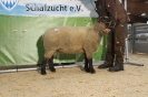 Katalog 8 Zucht Morigl_1